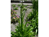 Ammobium