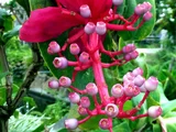 華麗野牡丹藤
