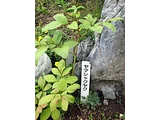 Paeonia japonica