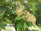 Firmiana simplex