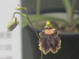 Chiloschista