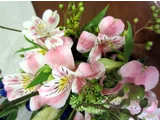 Alstroemeria