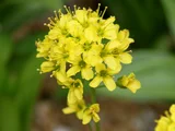 yellow whitlow-grass