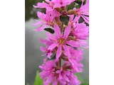 Lythrum salicaria