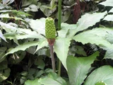 Arisaema limbatum var. ionostemma