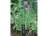 花菖蒲 '堀切的梦'