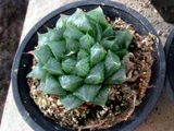 Haworthia 'Hanakagami'