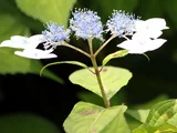山紫陽花 '甘茶'