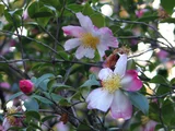 山茶花 '揚羽の蝶'