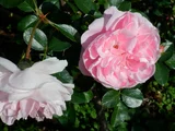 Rose 'Granny'