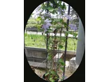 Clematis patens