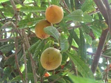 Canistel