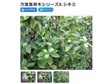 日本莽草