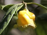 Camellia chrysantha