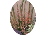 Erica hiemalis 'Christmas Parade'