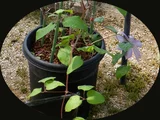 Clematis patens