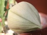 サイカク
