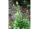 Chionographis japonica