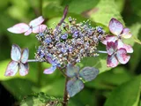 山紫陽花 'つる姫'