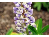 Lupinus polyphyllus