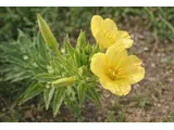线叶月见草