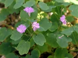 小银莲