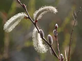 Pussy willow
