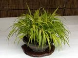 Hakonechloa macra