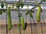 sword bean
