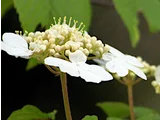 ヤブデマリ