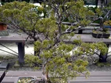 圆齿水青冈