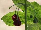 Podophyllum pleianthum