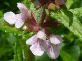 Stachys aspera var. hispidula