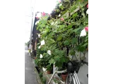 醉芙蓉