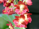 Ebine 'Orihime'