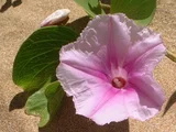 Ipomoea pes-caprae