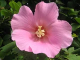 醉芙蓉