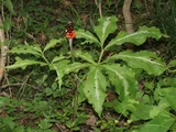Arisaema limbatum var. ionostemma