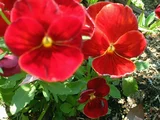 Garden pansy