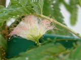 Albizia julibrissin