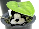 Panda kan-aoi