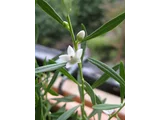 克羅威花