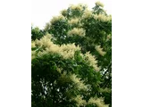 紅紫枝