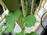 日本青紫苏