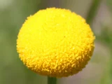 Pentzia grandiflora