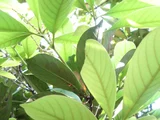 Lithocarpus edulis