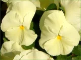 Viola