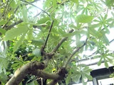Cecropia peltata