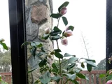 山茶花 '越之麗人'