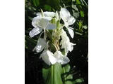 White ginger lily